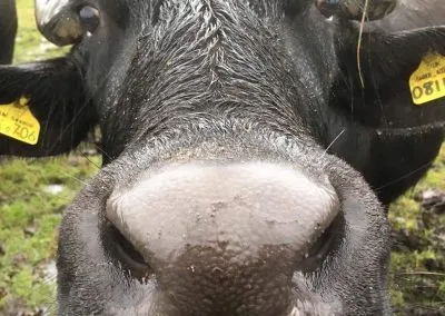 Buffalo