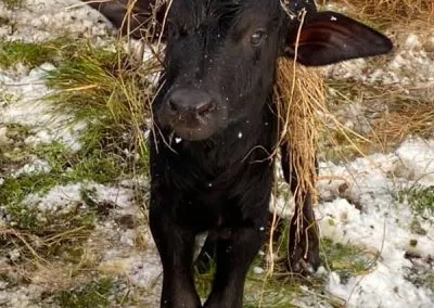 Calf