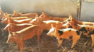 12 New additions 😍