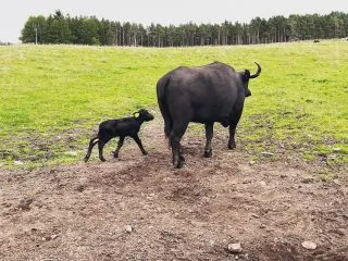 So that’s a no to posing then?? Wee calf born 5 days ago! Small but fiesty ❤️