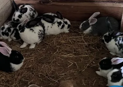 bunnies2