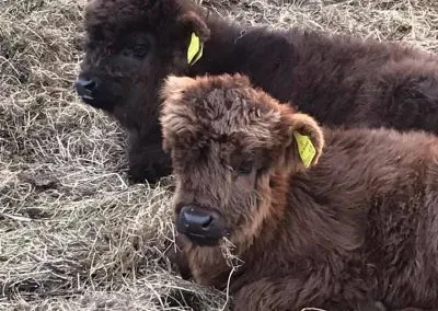 Calves