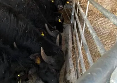 Buffalo