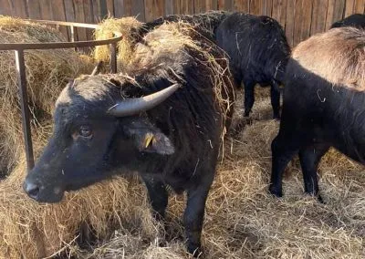 Buffalo
