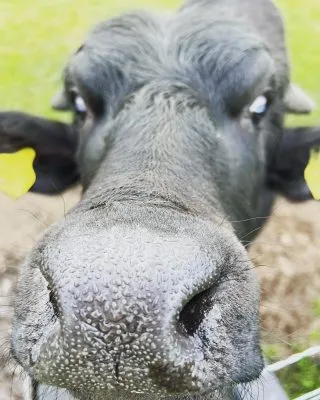 Sloppy kiss anyone! Tempting….😂