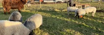 We buy our own Farm