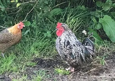 Hens