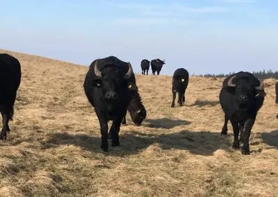 Buffalo Herd