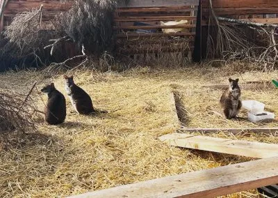 wallabies
