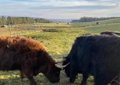 Buffalo