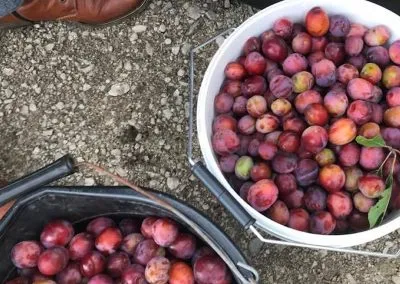 Plums