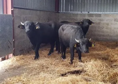 Buffalo