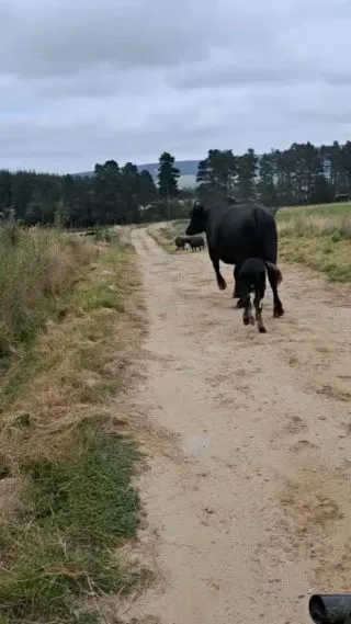 Moving some buffalo 😍