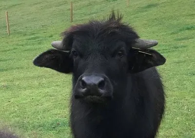 Calf