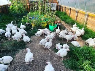 Ross cobb chickens delivered! That’ll keep our freezers stocked for our own personal use hopefully for a few months 🤞🏻🤞🏻🤞🏻