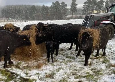 Snow