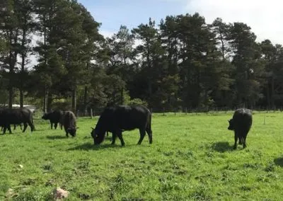 Grazing Buffalo