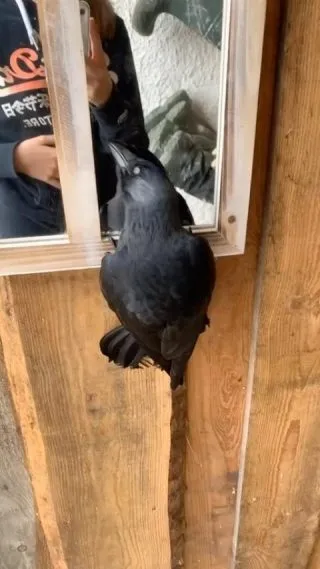 Peek a boo! Kaja the jackdaw doesn’t stay with us anymore overnight but still pops in to be fed 4/5 times a week and terrorise the farm 😳 really has the best of both worlds