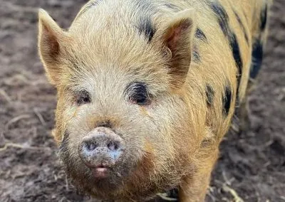 kunekune