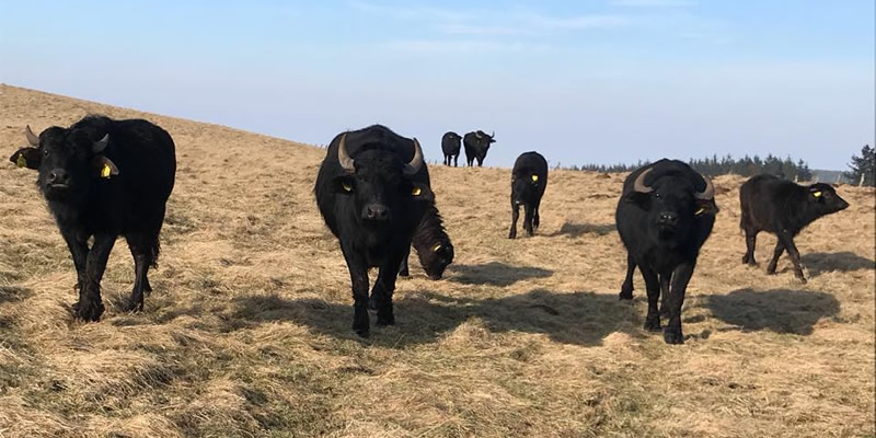 Buffalo Farm Visit